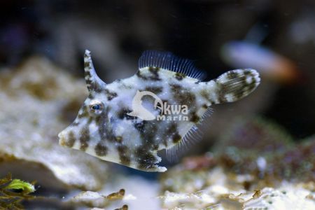 Acreichthys tomentosus L
