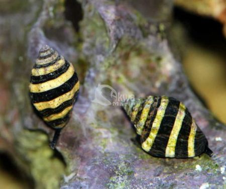 Bumble Bee Snail Pusiostoma (zjada ślimaki osiadłe)